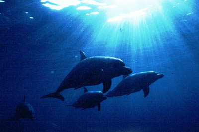 dolphine5